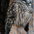 Barred Owl, Summit County, Ohio