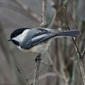 Black-capped Chickadee, Cuyahoga Valley National Park, Ohio
