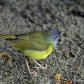 Connecticut Warbler, Point Pelee, Ontario