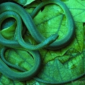 Eastern Smooth Green Snake, Portage County, Ohio