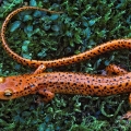 Long-tailed Salamander, Ashtabula County, Ohio