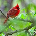 Male Cardinal in Buckeye Tree, Cuyahoga Valley, Ohio