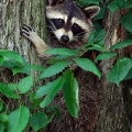 Raccoon, Cuyahoga Valley National Park, Ohio