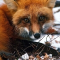 Red Fox, Ashland County, Ohio