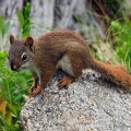 Red Squirrel, Boothbay Harbor, Maine