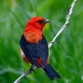 Scarlet Tanager, Cascade Metropark, Ohio
