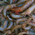 Shrimp, Edgewater, Florida