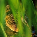 Virginia Rail, Cuyahoga Valley National Park, Ohio