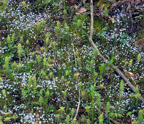 Bluets & Lousewort, Jackson County, Ohio Bluets & Lousewort, Jackson County, Ohio