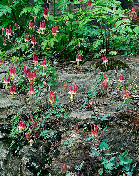 Columbine, Shawnee State Forest, Ohio Columbine, Shawnee State Forest, Ohio