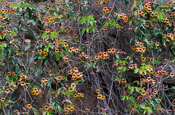 Cross Vine in Shade, Adams County Cross Vine in Shade, Adams County