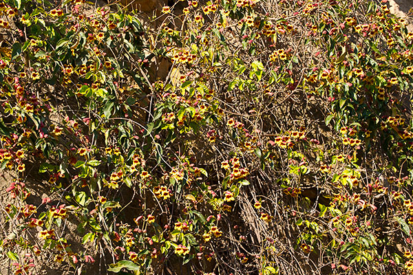Cross Vine in Full Sun, Adams County Cross Vine in Full Sun, Adams County