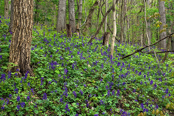 Larkspur, Ohio River Bluffs Preserve, Ohio Larkspur, Ohio River Bluffs Preserve, Ohio