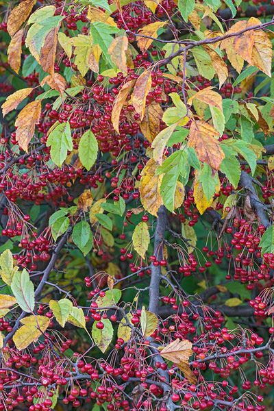 American Cranberry Bush Viburnum, Lake Erie Bluffs