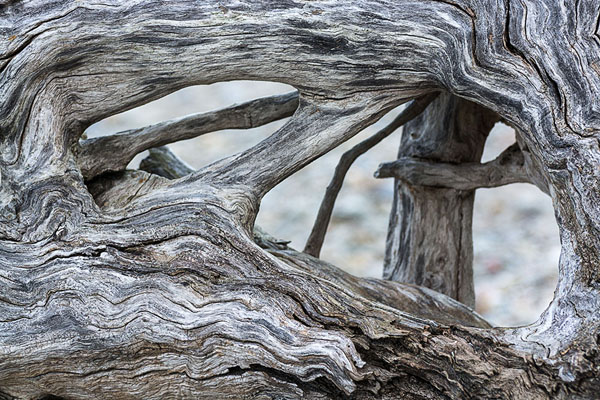 Driftwood at Lake Erie Bluffs