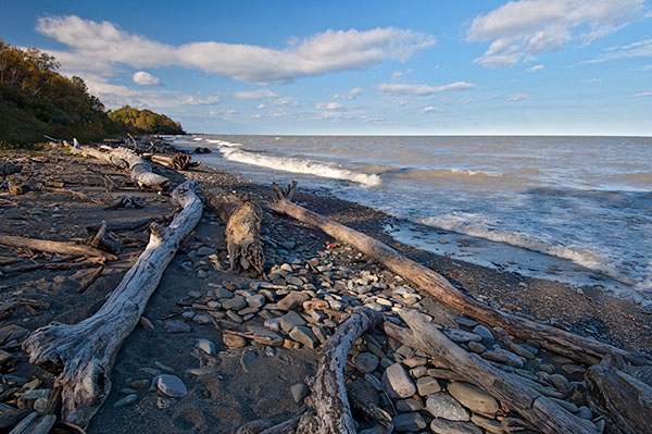 Driftwood, Lake Erie Bluffs