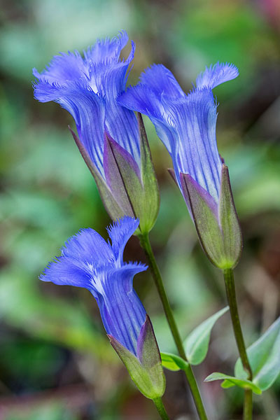 Greater Fringed Gentian (Gentianopsis crinita), Lake Erie Bluffs