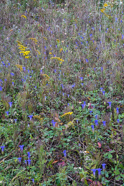 Greater Fringed Gentian (Gentianopsis crinita), Lake Erie Bluffs