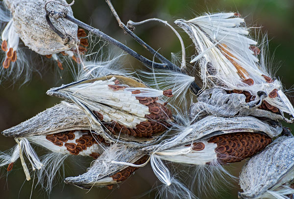Milkweed Pods, Lake Erie Bluffs