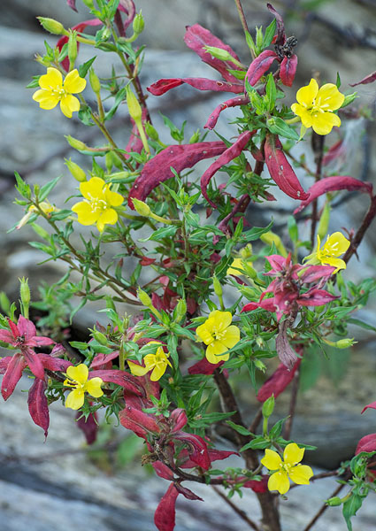 Oakes' Evening Primrose (Oenothera oakesiana), Lake Erie Bluffs