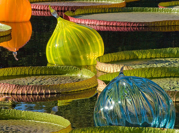 Chihuly Walla Wallas and giant water lily leaves, Missouri Botanical Garden