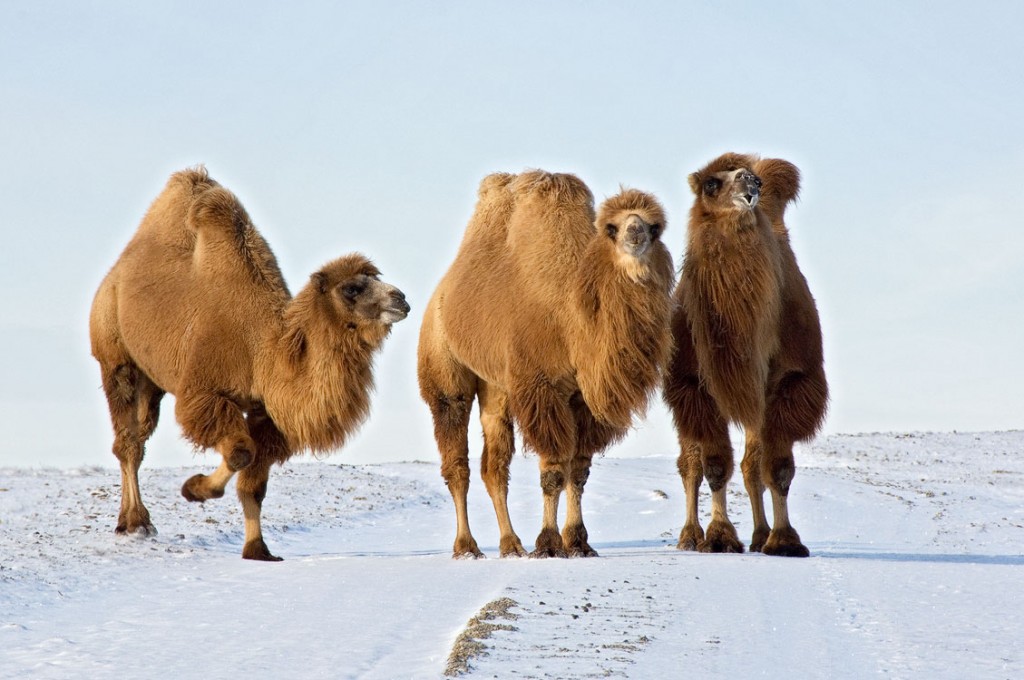 Bactrian camel trio at the Wilds 