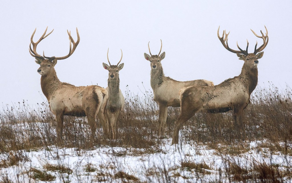 Bactrian deer at the Wilds