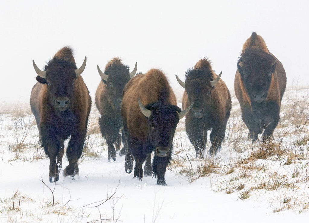 American Bison, the Wilds