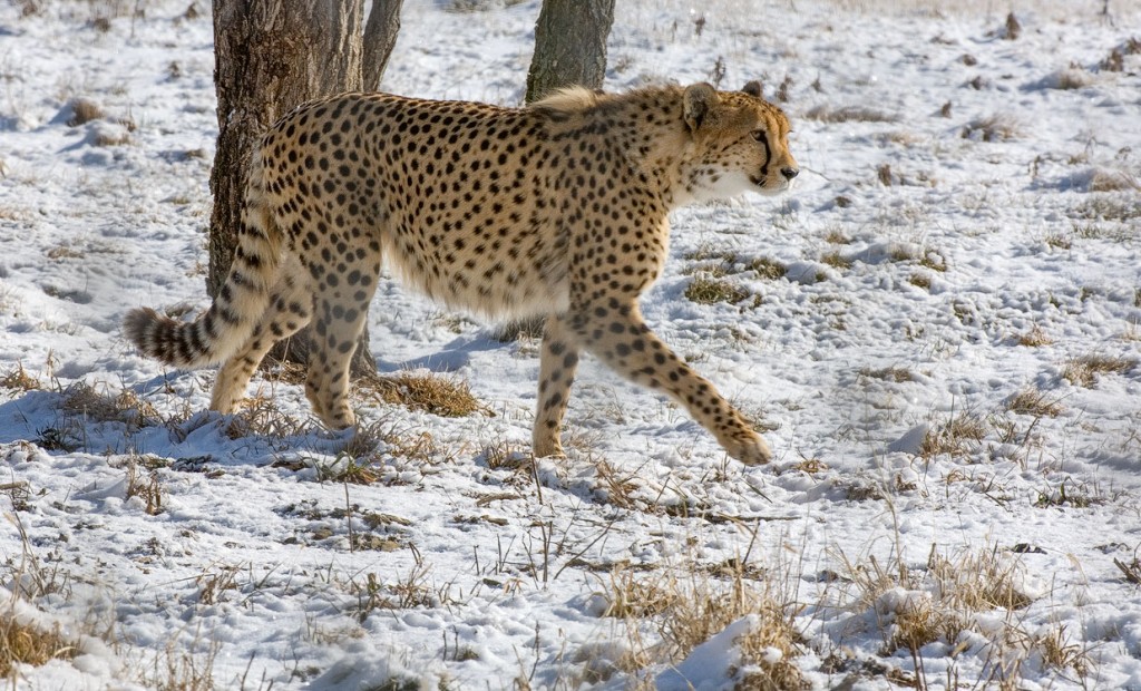 Cheetah enjoying a stroll in the snow, the Wilds 