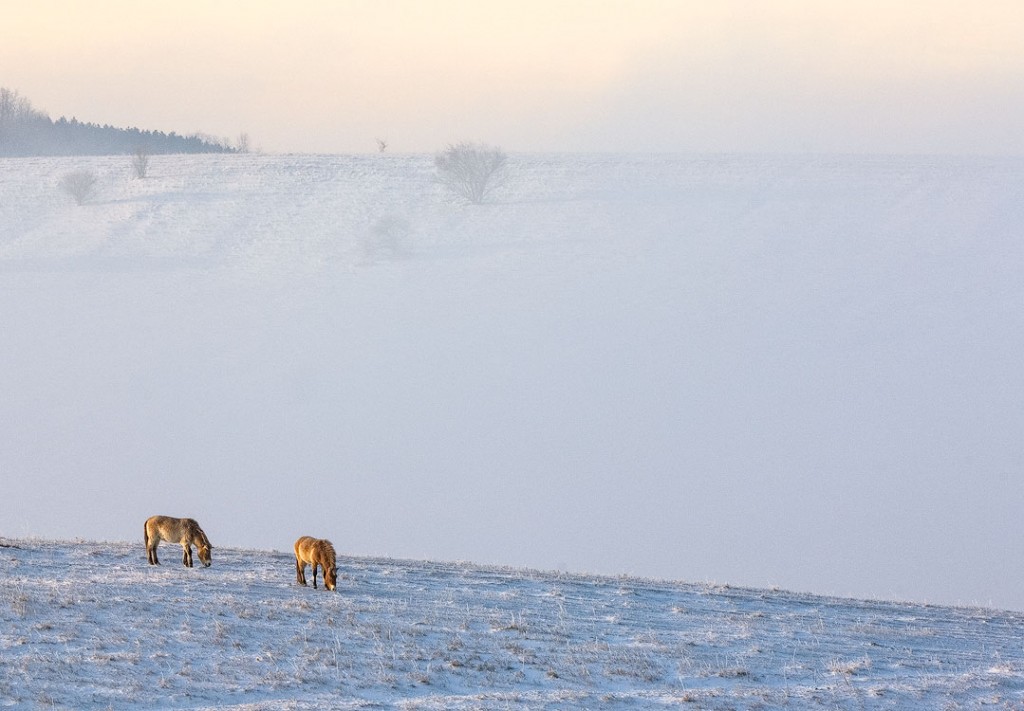 Przewalski's horses grazing at the Wilds