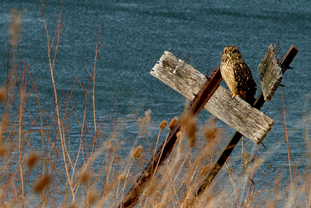 Short-eared Owl, the Wilds
