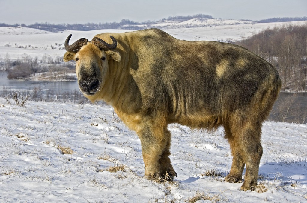 Sichuan takin at the Wilds