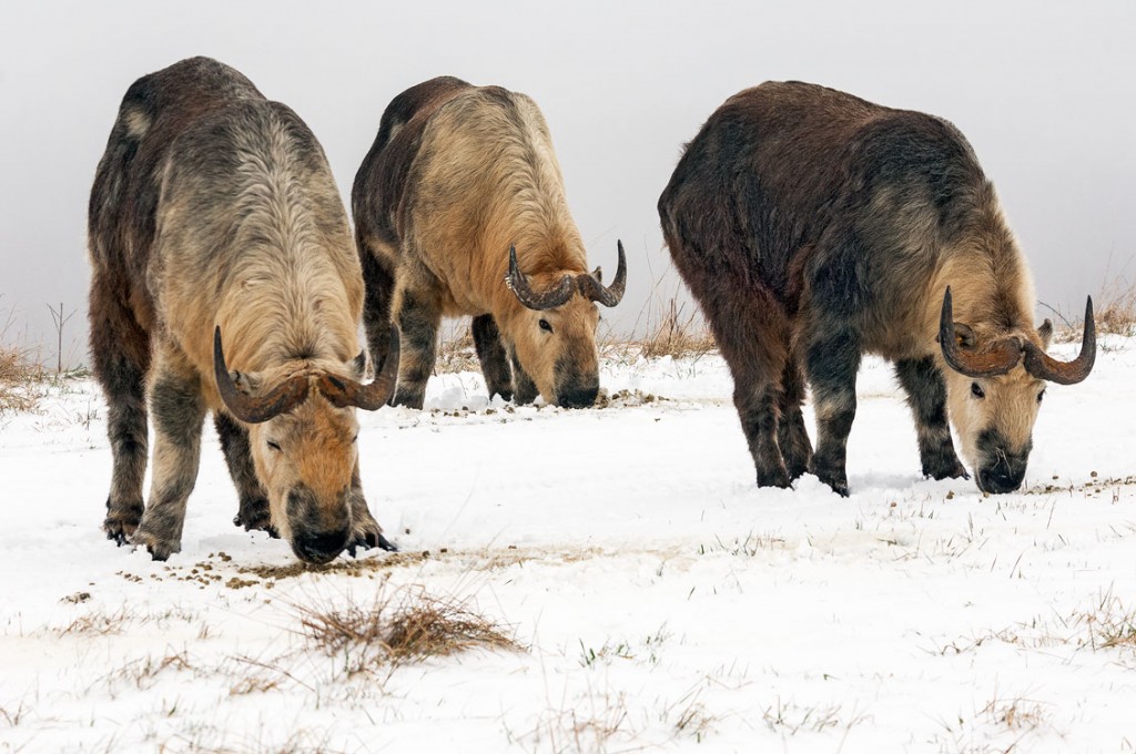 A trio of Sichuan takins at the Wilds