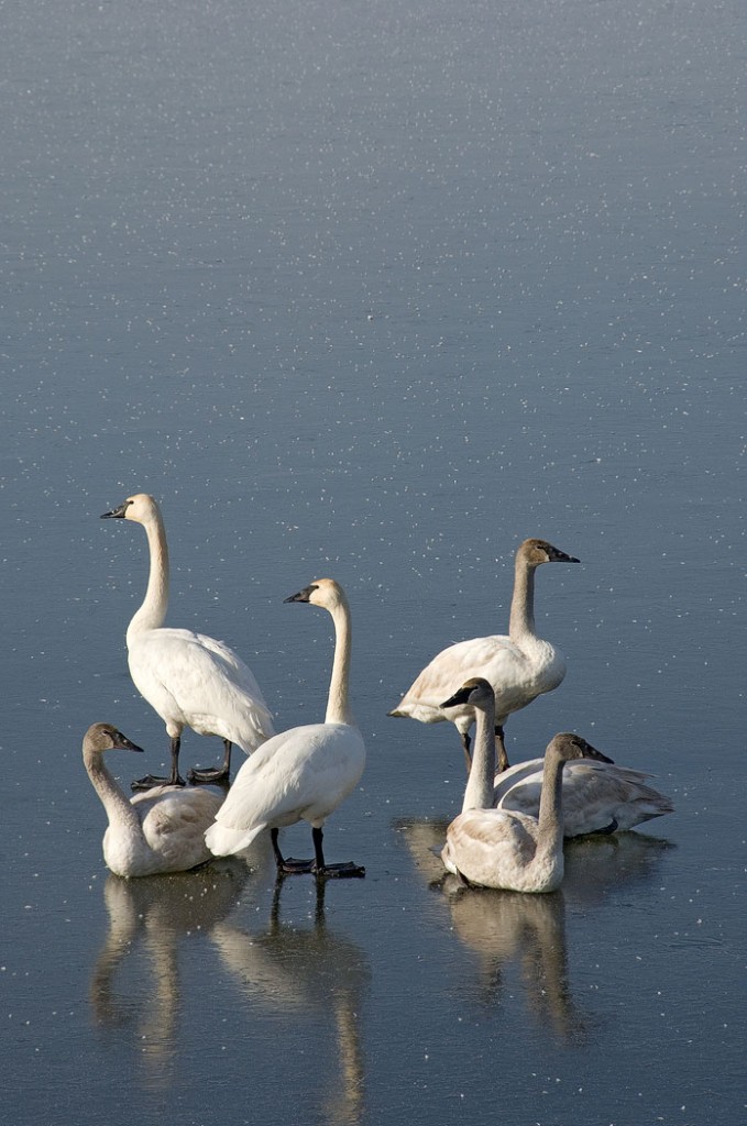 Trumpeter Swans, the Wilds