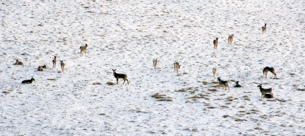White-tailed Deer, the Wilds