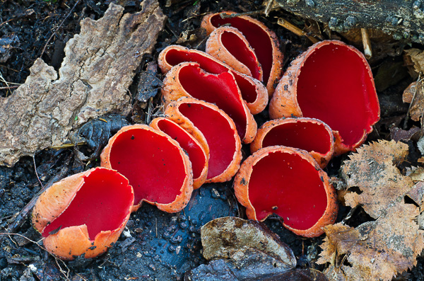 Scarlet Cups, Hampton Hills, Summit Metroparks