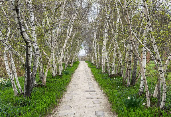 Birch Allee, Stan Hywet Hall & Gardens 