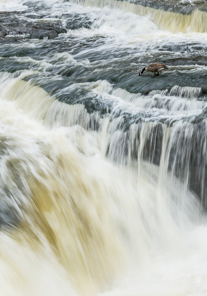 Canada Goose Feeding in Cuyahoga River Gorge 