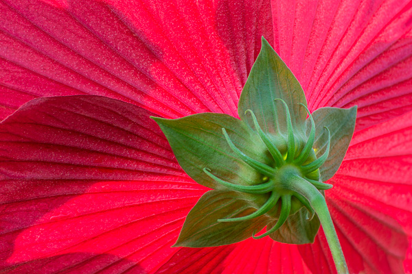 Mallow flower at Stan Hywet Hall & Gardens, Akron, Ohio 