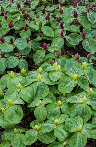 Red and Yellow-green Sessile Trilliums, Hubbard Valley Park
