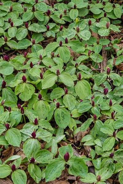 Sessile Trilliums, Hubbard Valley Park