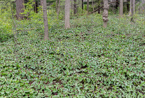 Sessile Trilliums, Hubbard Valley Park