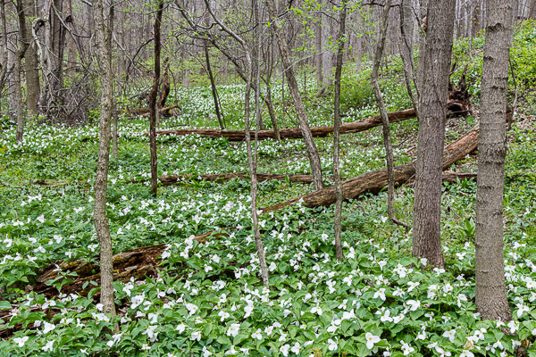 The Trillium Trail, Hubbard Valley Park