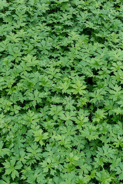 Appendaged Waterleaf Foliage, Trillium Trail, Hubbard Valley Park 