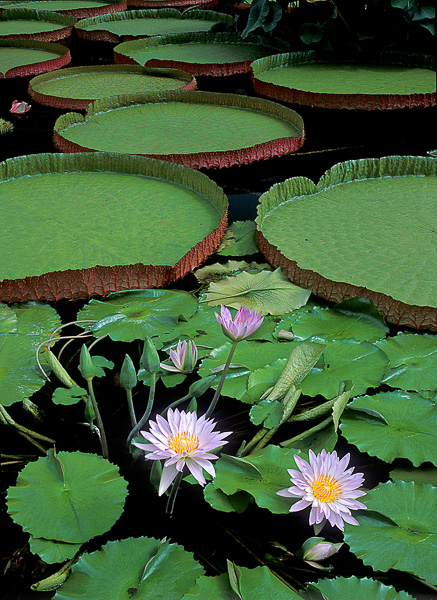 Water Lilies, Longwood Gardens, Pennsylvania