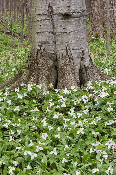 White Trilliums and Beech Tree, Hubbard Valley Park 