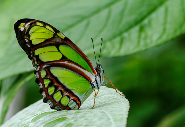 Malachite Longwing, Costa Rica Exhibit, Cleveland Botanical Garden