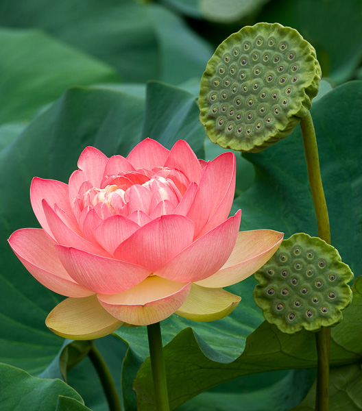 Lotus blossom and seed pods