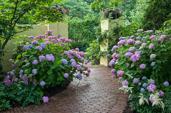 Hydrangeas, Cleveland Botanical Garden 