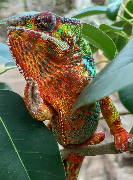Panther chameleon, Madagascar exhibit, Cleveland Botanical Garden 